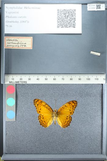 Media type: image;   Entomology 158964
